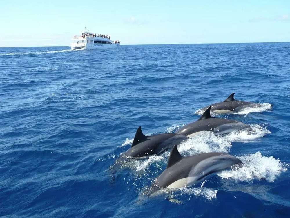 Mirissa & Whale Watching — Sri Lanka