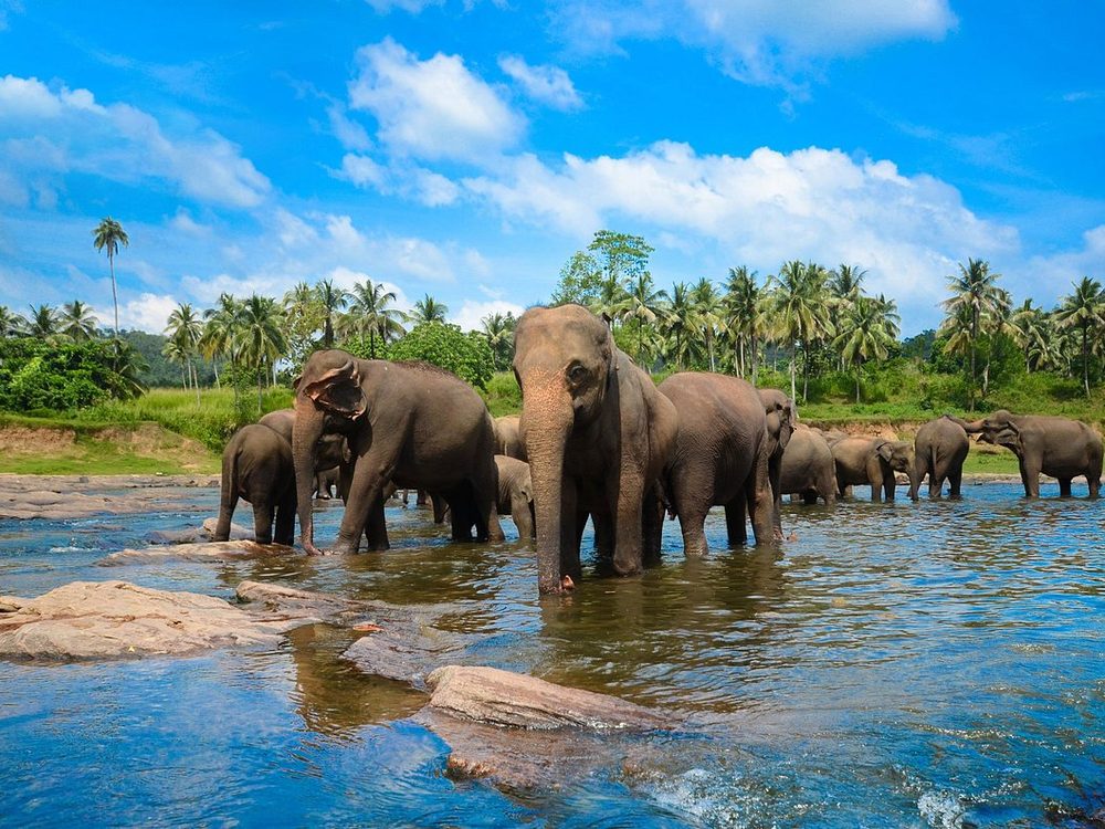Pinnawala & Kegalle Elephants — Sri Lanka