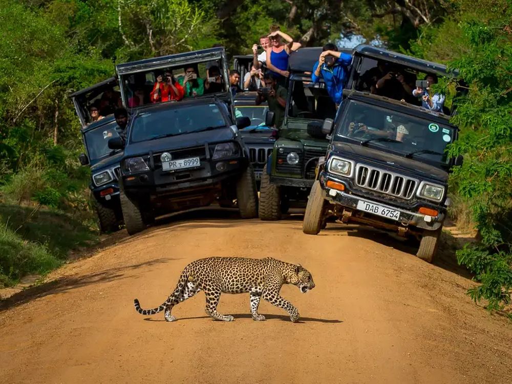 Yala National Park — Sri Lanka
