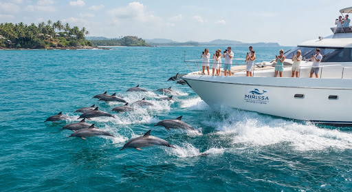 A dynamic action photograph of dozens of spinner dolphins leaping into the air and spinning acrobatically in the pristine turquoise bow-wake of a priv