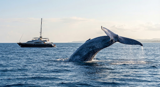 An expansive view of an immense blue whale gently arching its spine and exposing its iconic fluke in the open Indian Ocean, flanked by the elegant sha