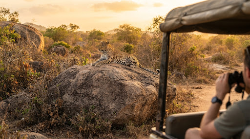 A wild Sri Lankan leopard resting majestically on a massive granite boulder in Yala National Park during late afternoon golden light, captured from a