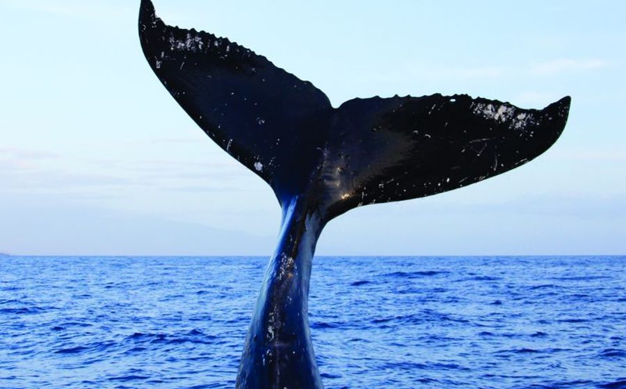 Mirissa & Whale Watching — Sri Lanka
