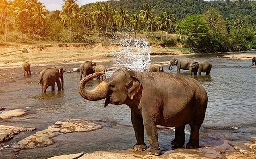 Pinnawala & Kegalle Elephants — Sri Lanka
