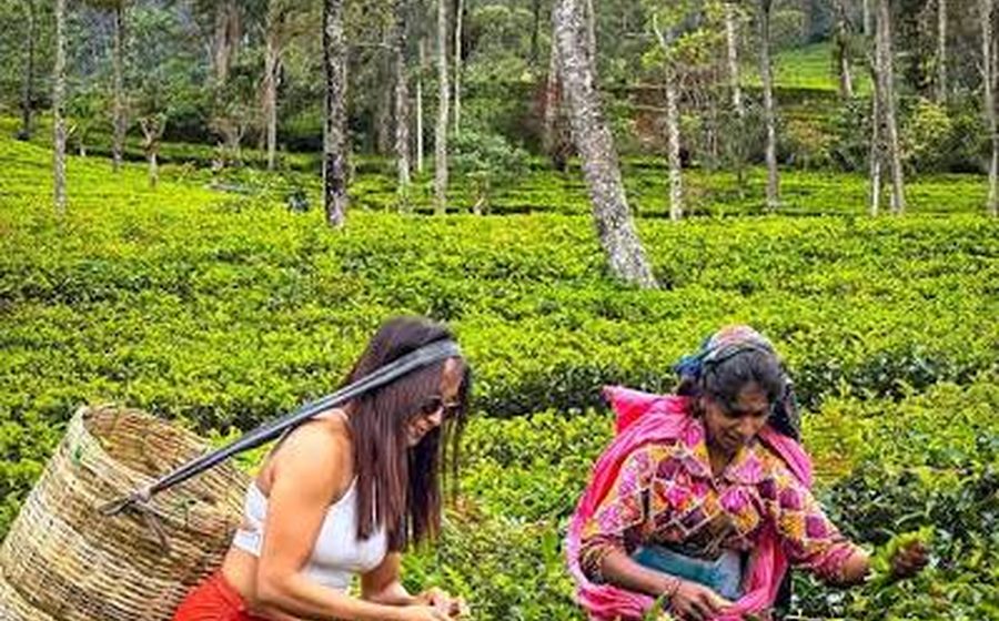 Tea & Temples — Sri Lanka