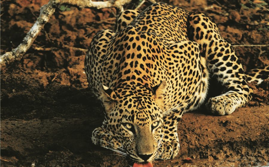 Yala National Park — Sri Lanka